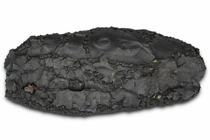 Dragon Scale Stone (Iron, Manganese, Siderite Nodule) #350210